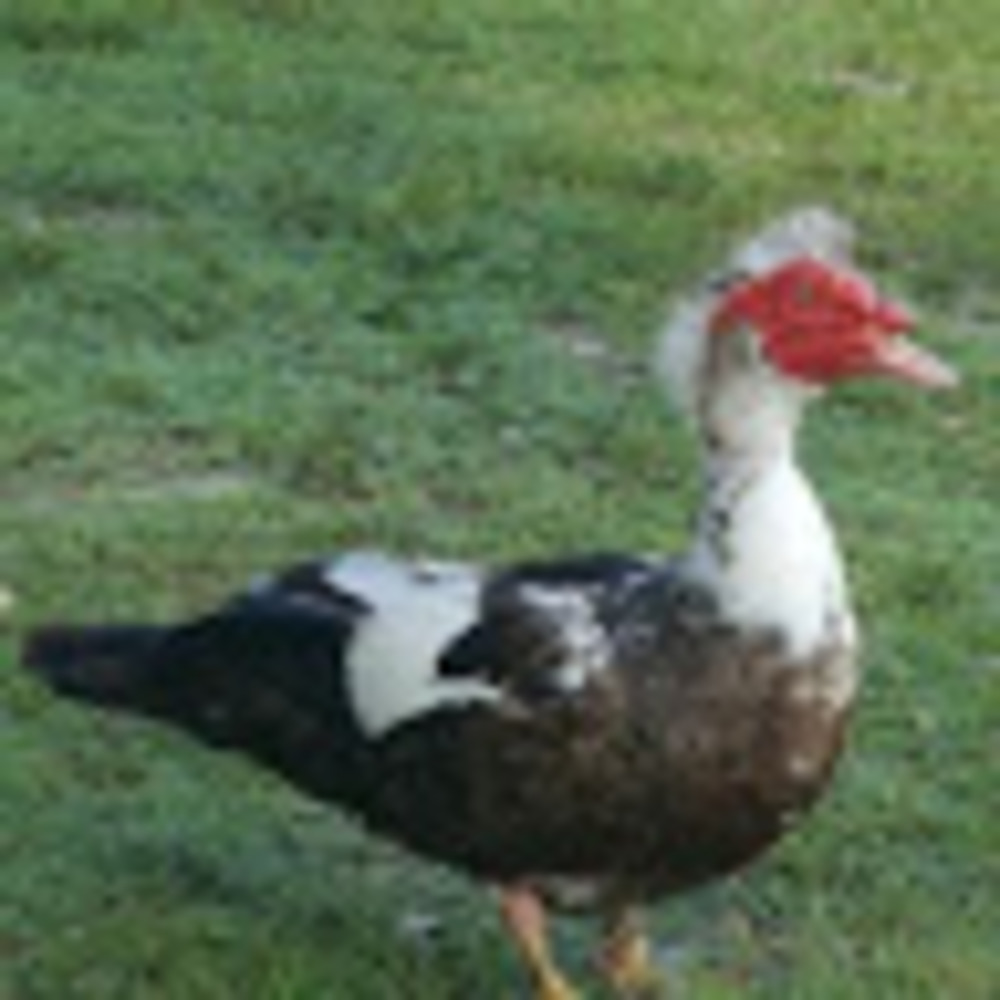Meet your Posher, Wildgoose